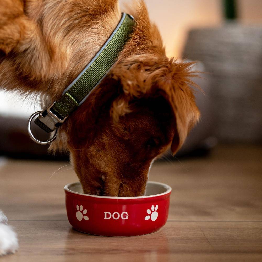 Gamelle en céramique « DOG » rouge/beige 13,5 x 13,5 x 5 cm | Nobby