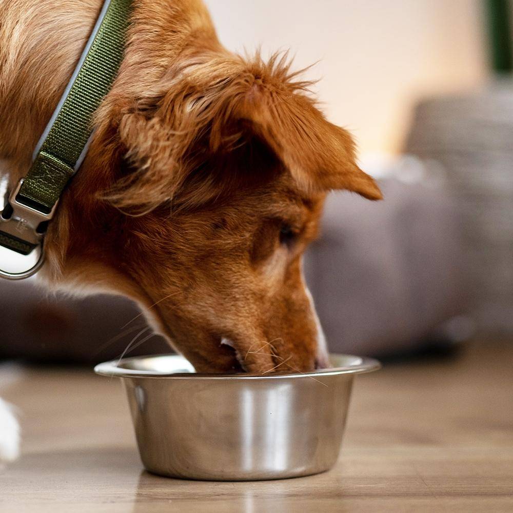 Gamelle pour chien en acier inoxydable 25,0 cm 2,50 l | Nobby